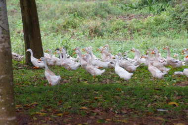 ハノイ2014-2（4）