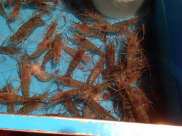 台北2015-07（1） (7)